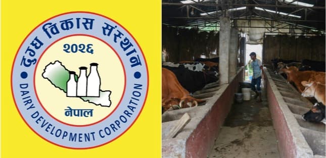 DDC turns to China market to boost dairy sales in Nepal