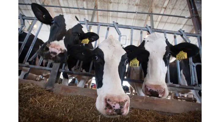 Sugar solution fights infection in dairy cows as antibiotics