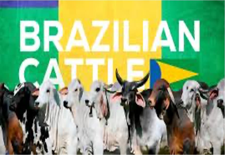 Brazil offers expertise to boost India’s dairy cattle productivity