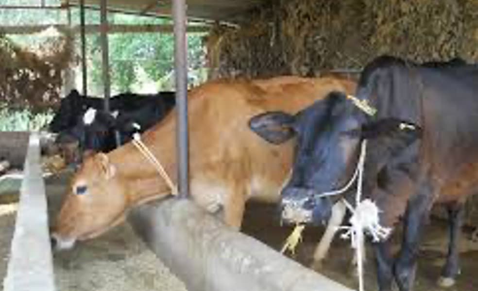 Nepal in a fix as India wants dairy ban lifted