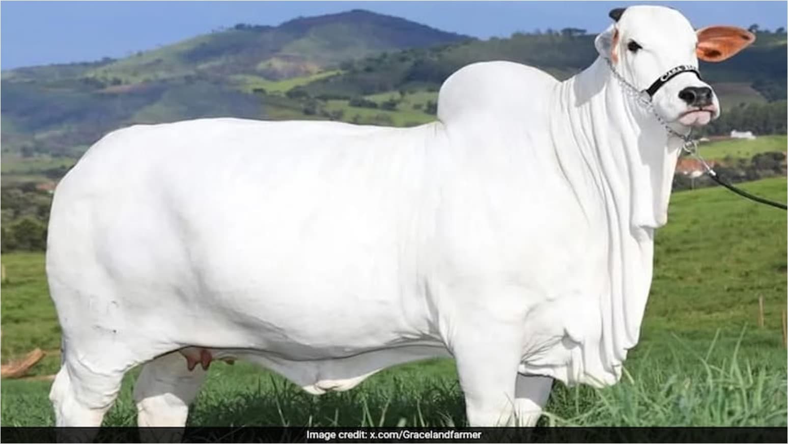 Ongole Breed Cow Breaks World Record sold For Rs 40 Cr