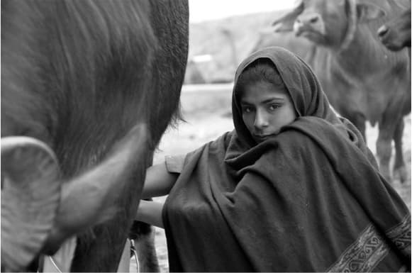 Impact of climate change on smallholder dairy farmers in India