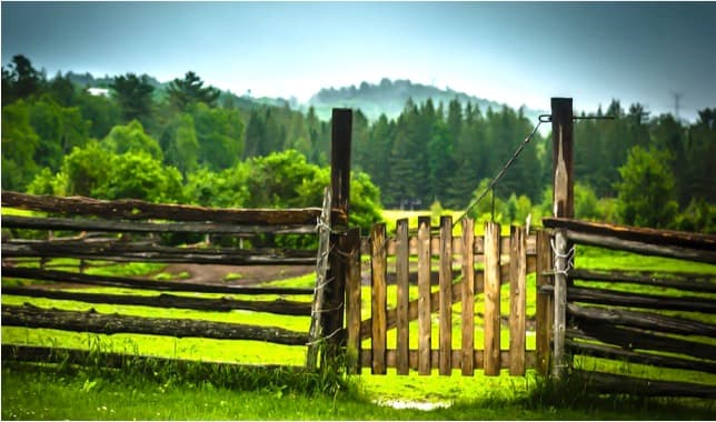 Milking Opportunities: Dairy Players Expand Beyond Borders