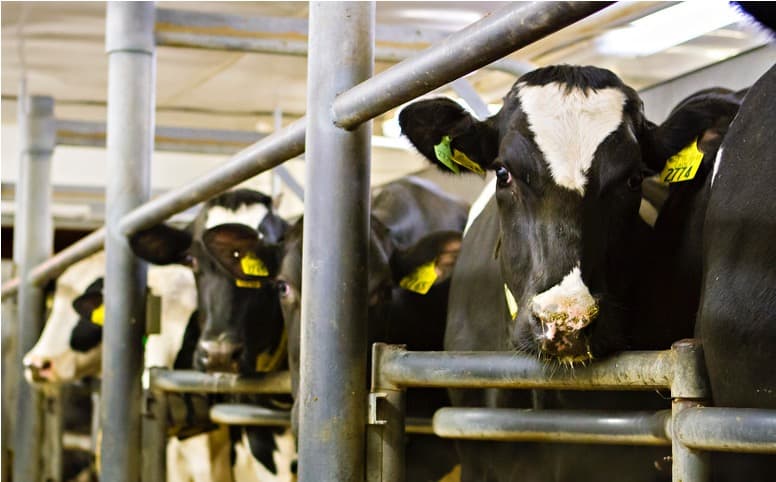 TÜRKIYE DAIRY PRODUCTION FALLS DUE TO INFLATION