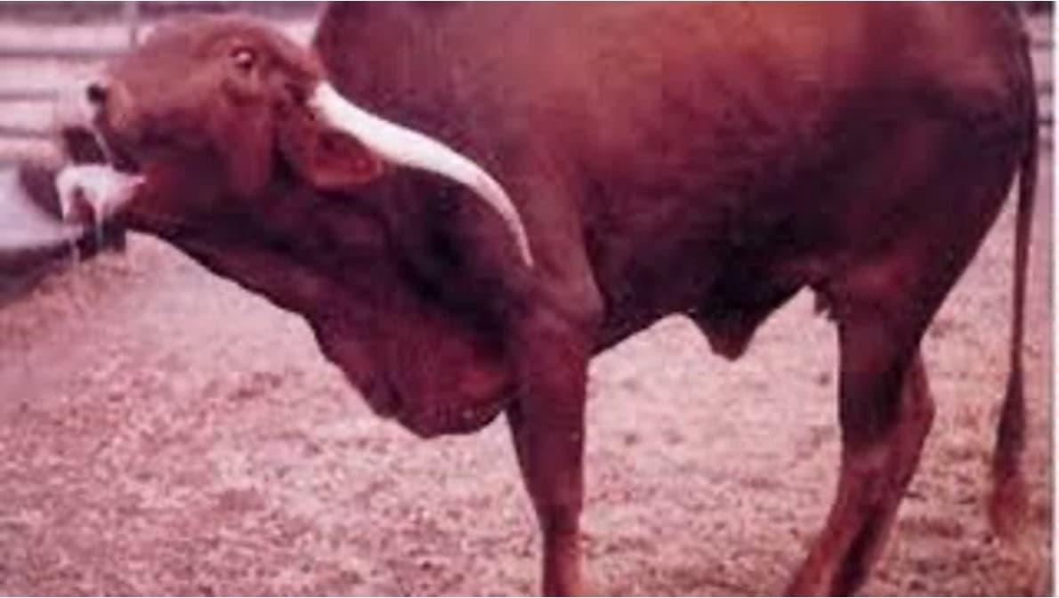 Woman in Delhi NCR dies of rabies from milk of infected cow