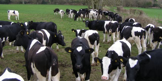 UK Spot Milk Prices Plunge Amid Growing Oversupply Pressure