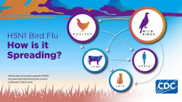Experts Warn of Potential Bird Flu Pandemic in US Cattle
