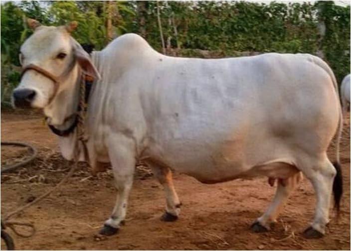 Chittoor Aims to Boost Dairy Output to 30 Lakh Litres Daily