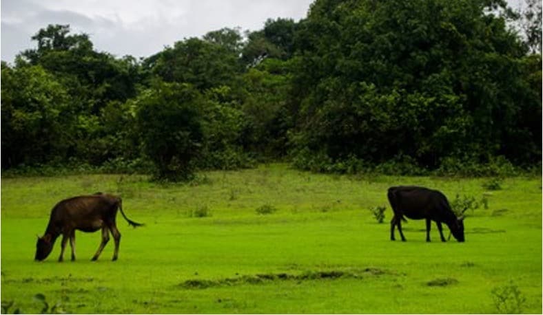 Good monsoons-Karnataka Braces for Milk Production Surge