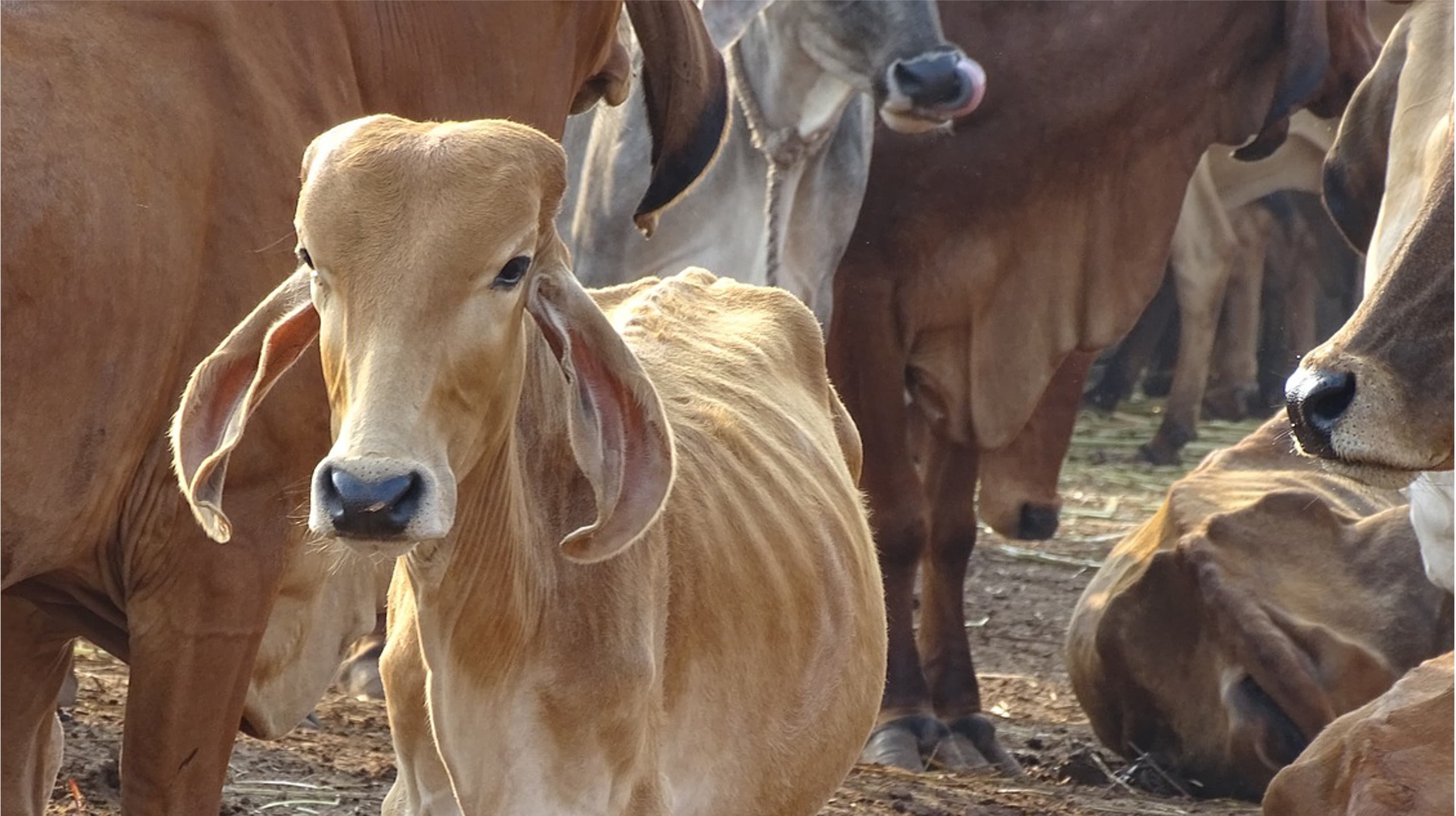 MP Cabinet approves new cow-shelter policy