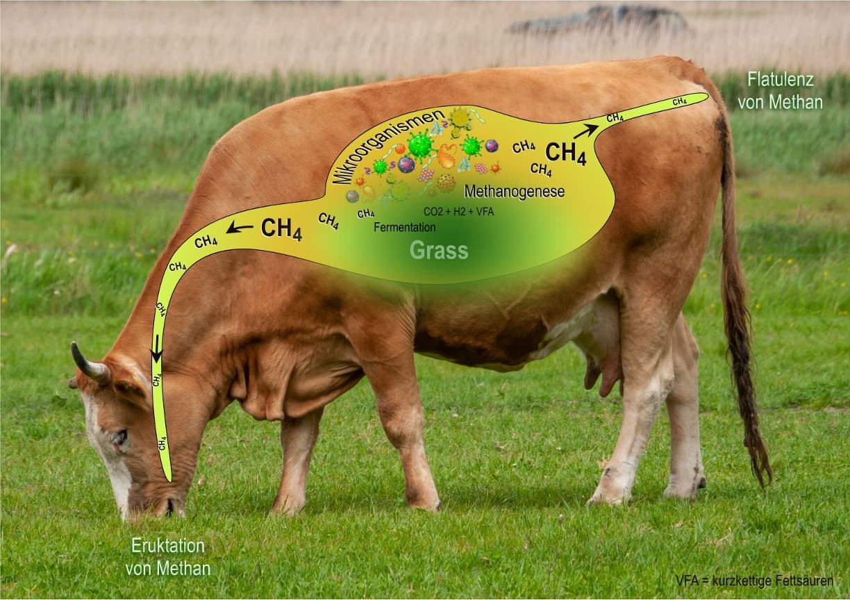 Burpless Cattle? Dairy Explores New Diets to Cut Methane