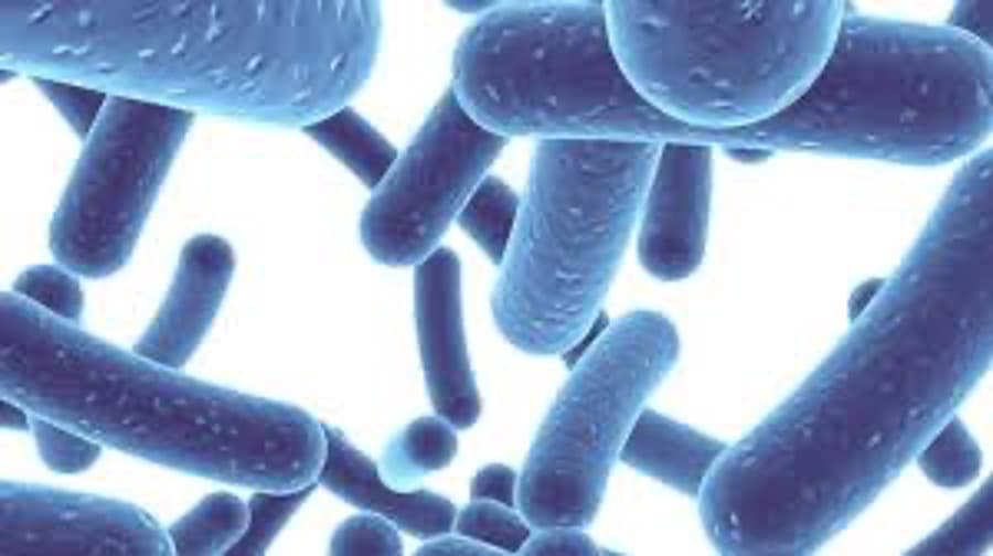 LAB Offer Natural Solution to Enhance Plant-Based Dairy Products