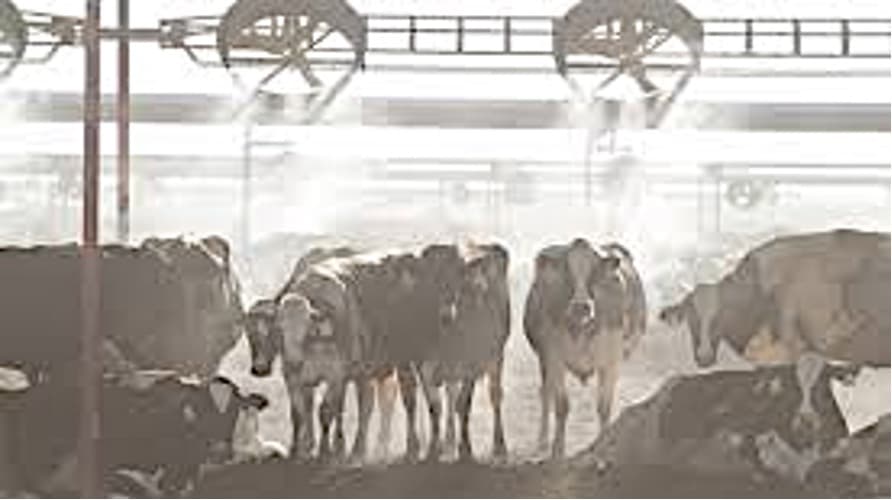 Heat Stress Threatens Dairy Yields in Ludhiana