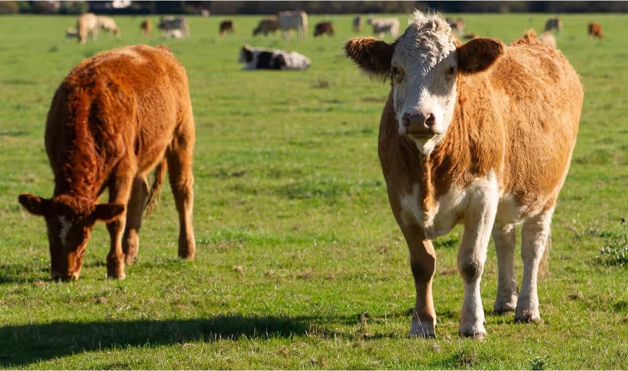 Dairy Giants Lag on Methane Cuts, Report Finds