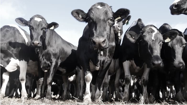 Australian Dairy Farmers Disheartened by Low Milk Prices