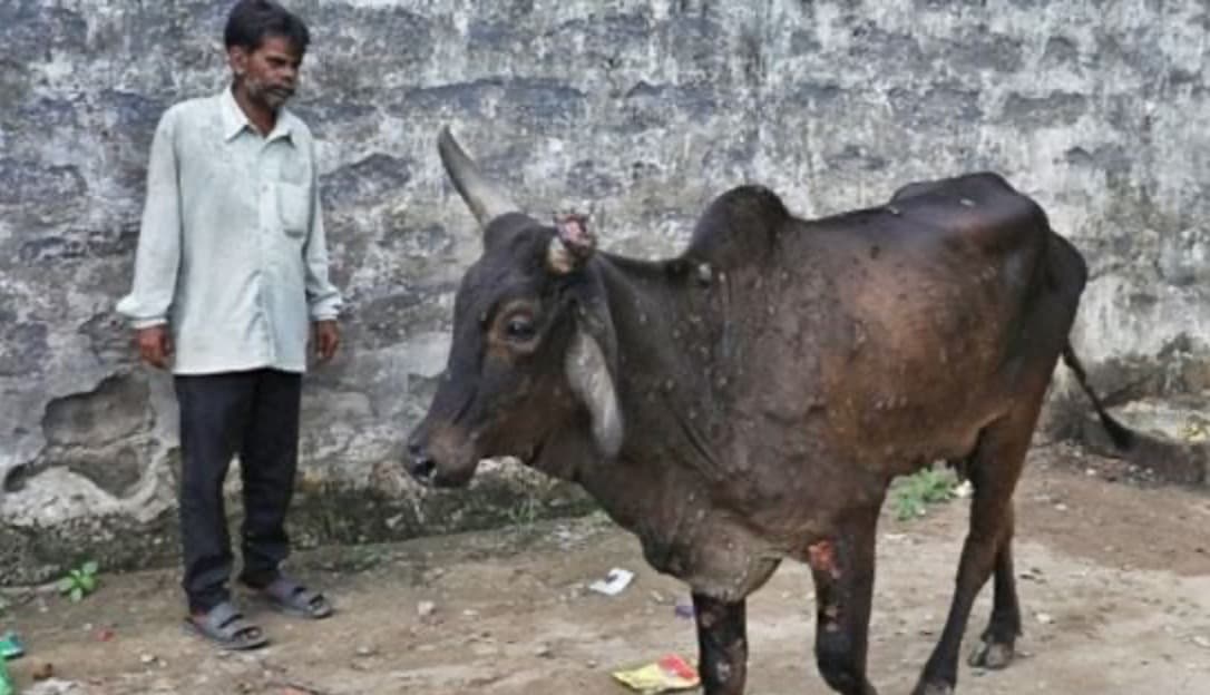 Biggest challenge faced by Maharashtra dairy farmers?