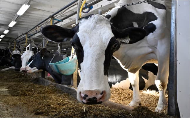 The dairy industry’s outsized political influence in Canada