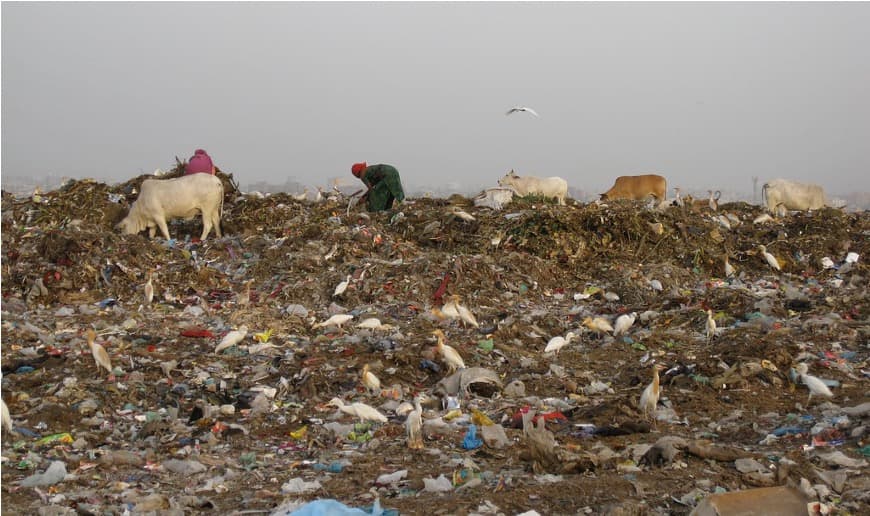 NGT flags potential milk contamination from Ghazipur landfill dairies