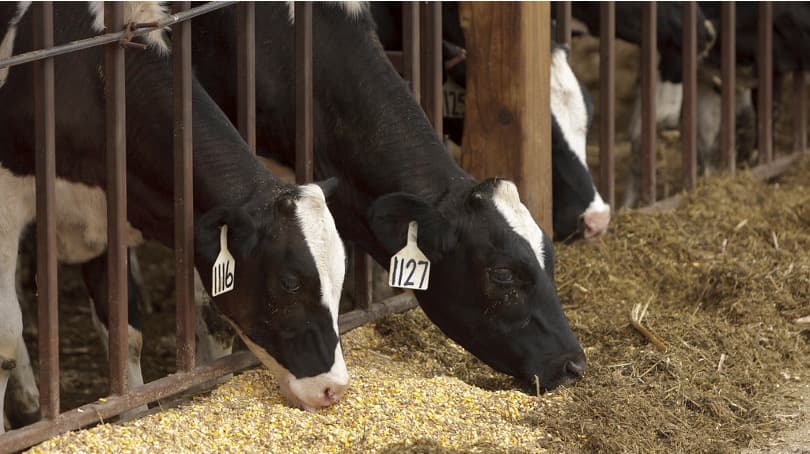 Why is ‘non-veg’ milk a sticking point in India-US trade deal?