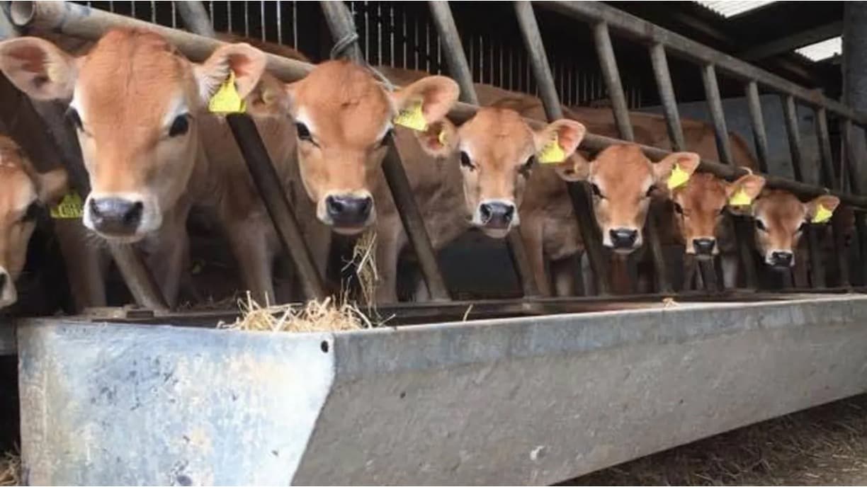There's a buzz about Jersey's dairy industry now