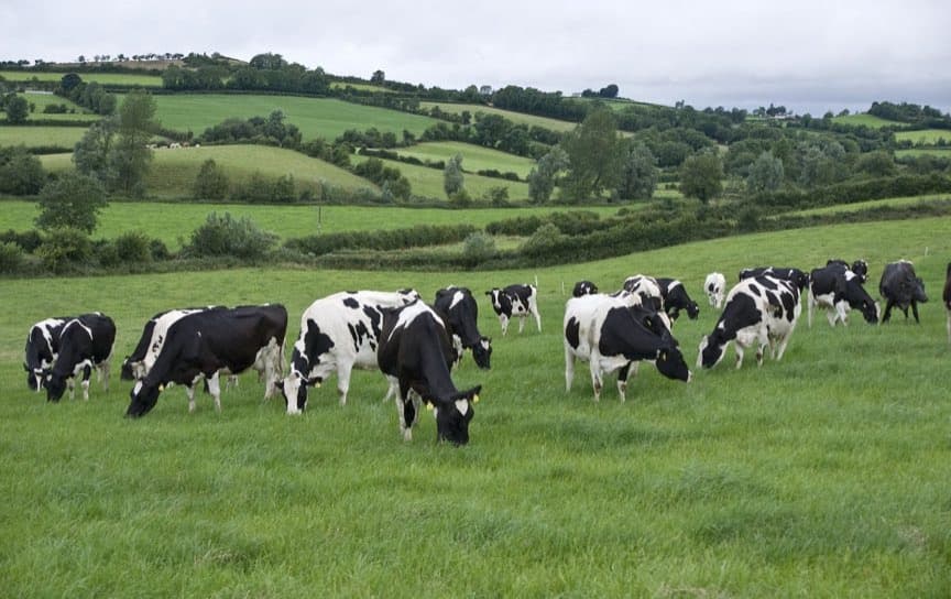 Derogation Loss Could Devastate Irish Dairy Sector-Teagasc