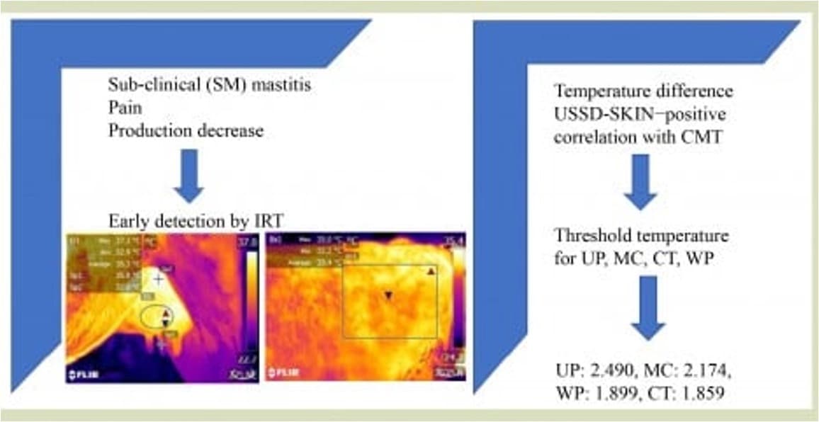 How Infrared Imaging Spots Subclinical Mastitis Early
