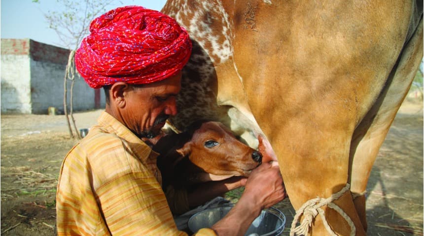 India Stands Firm Against Dairy Sector Opening to Foreign Players