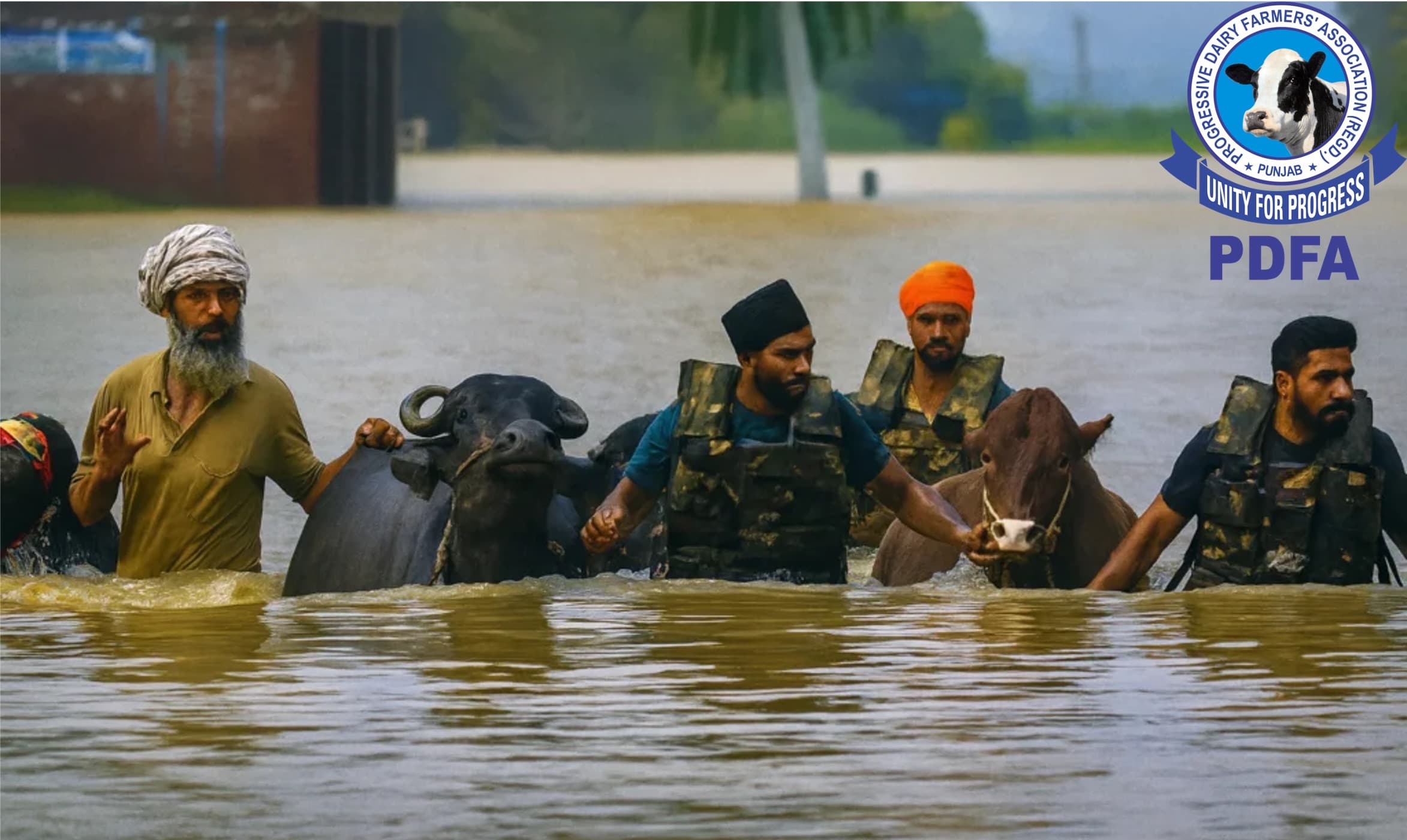 Progressive dairy body gives 50 buffaloes to flood-hit farmers