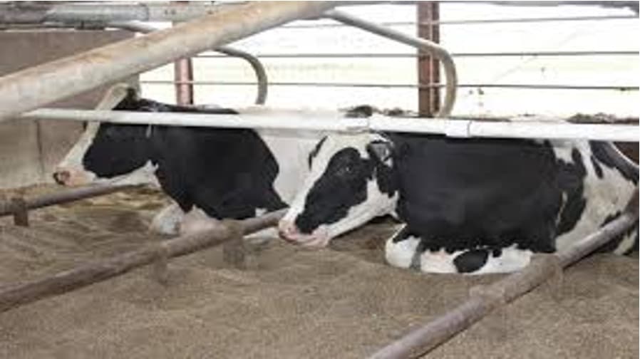 Bird Flu Detected in Wisconsin Dairy Herd for First Time