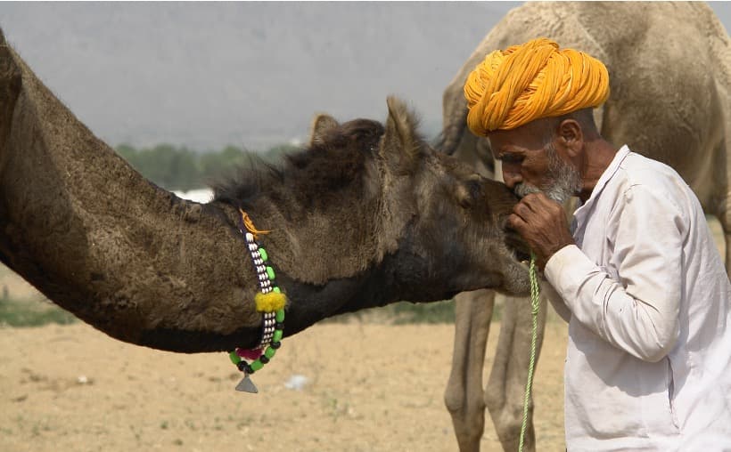 Camel Milk Struggles in Gujarat as Demand Fails to Grow