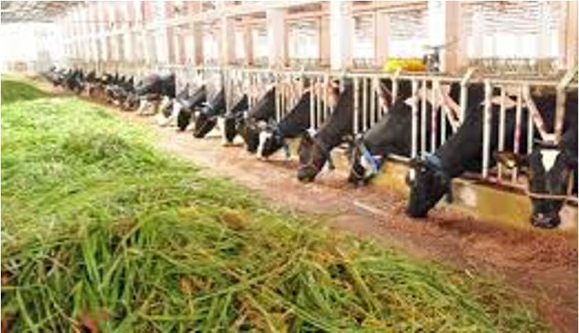 Godrej Agrovet to invest Rs 150 cr in Telangana dairy plant