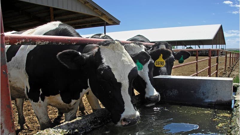 India’s Dairy Sector Emerges as Climate Adaptation Opportunity