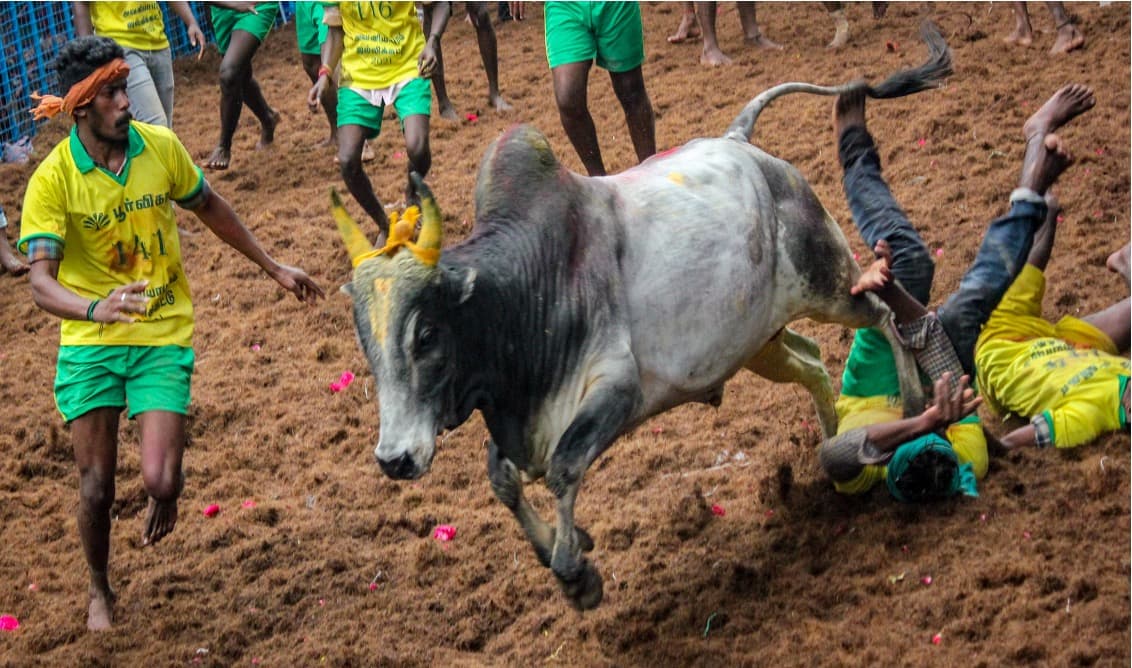 Jallikattu Bull-Taming Fest Draws Large Crowds Near Tirupati