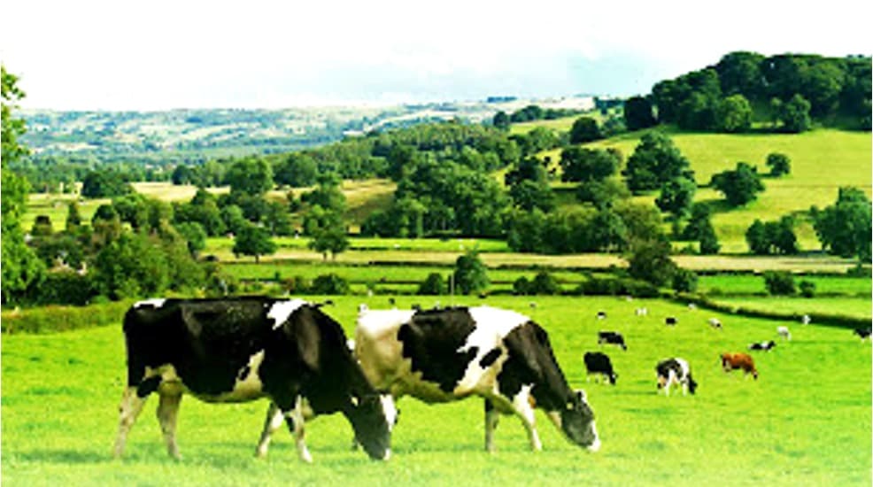 Youth Drive Kerala Dairy & Meat Investments