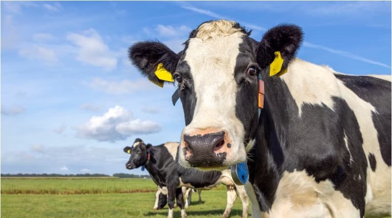 UK dairy farmers could face import pressure from India