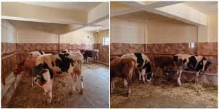 17 High-Genetic US Bulls Arrive to Boost Kashmir Dairy