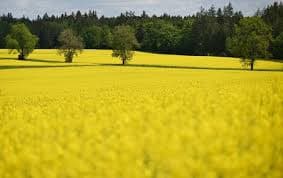 Global Food Prices Rise After Five-Month Decline