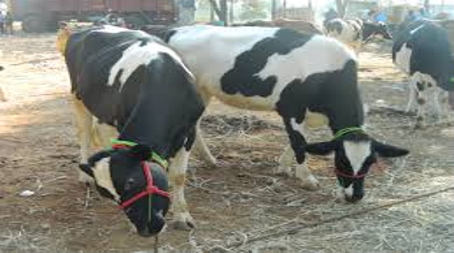 Milk Producers in Coimbatore dissatisfied Over Rs1/L Incentive