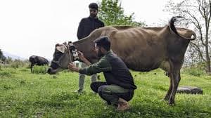 AI Neck Sensors Transform Dairy Farm Management