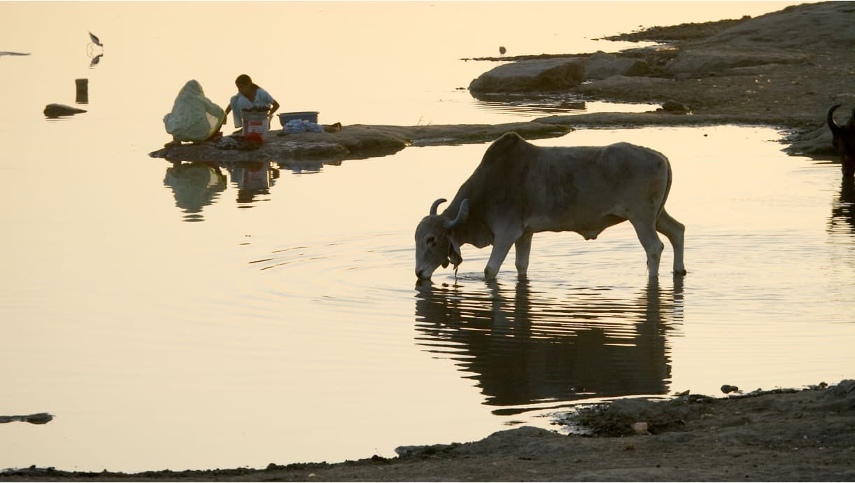 Milk Prices Are Rising—Because Farmers Were Not Earning Enough