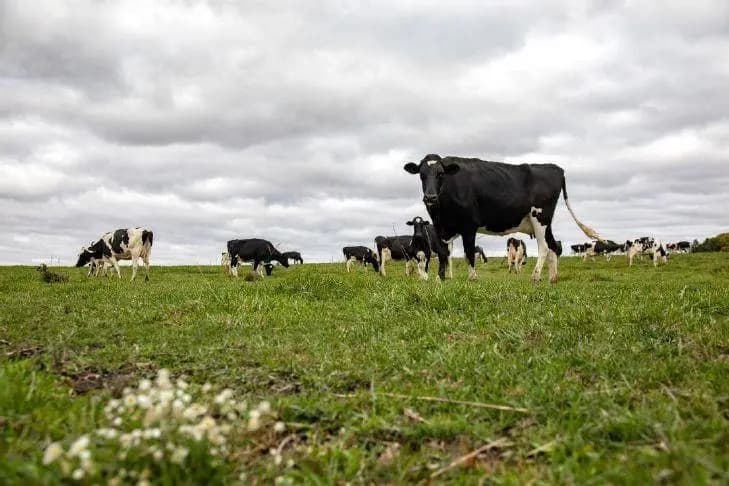 Protein Demand Reshapes Global Dairy Markets