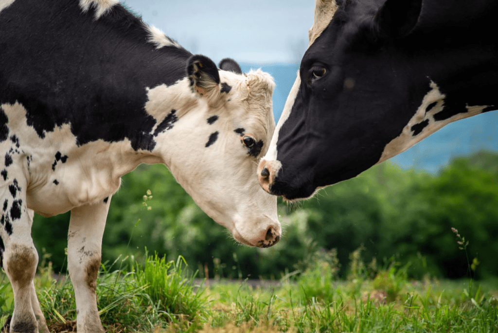 U.S. Dairy Farms Could Fall Below 20,000 by 2030