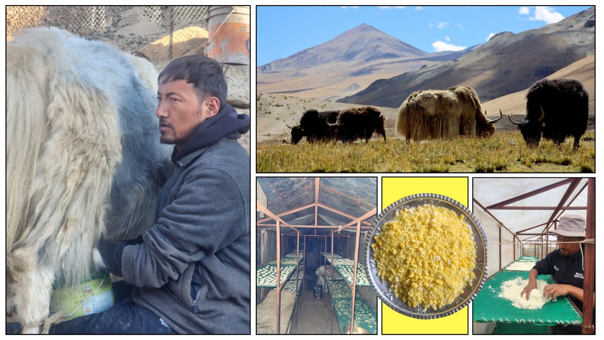 Ladakh Yak Churpi Wins Gold in Brazil