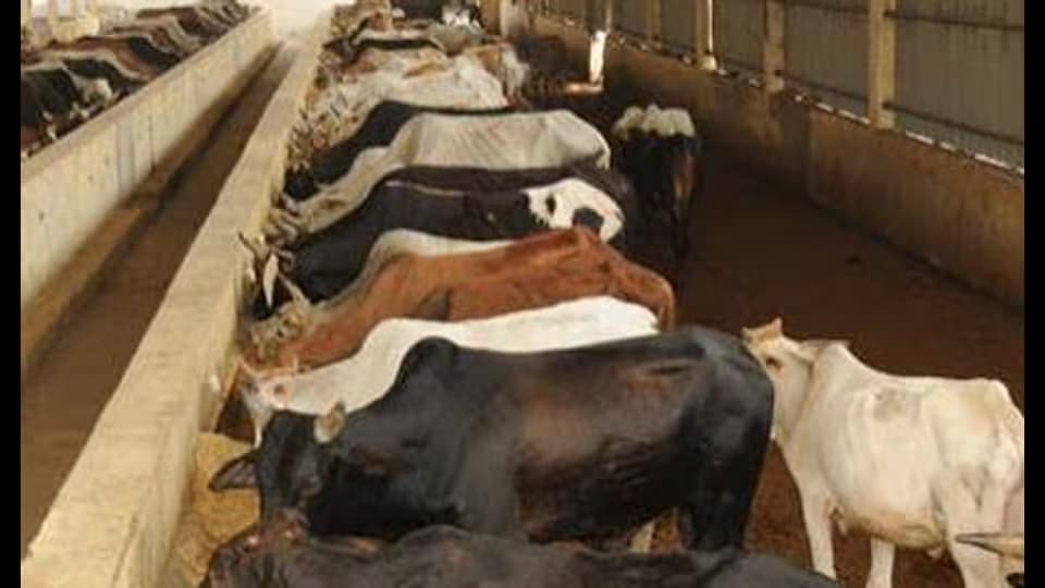 Haryana Buffalo Milk May Reach ₹100/Litre